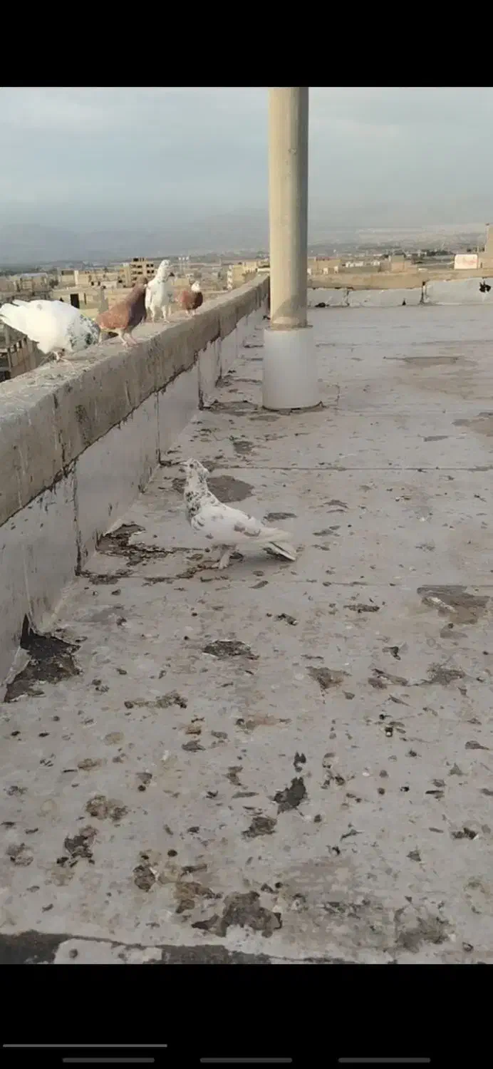 کبوتر گمشده (قلمکار)|حیوانات|چهارباغ, |دیوار