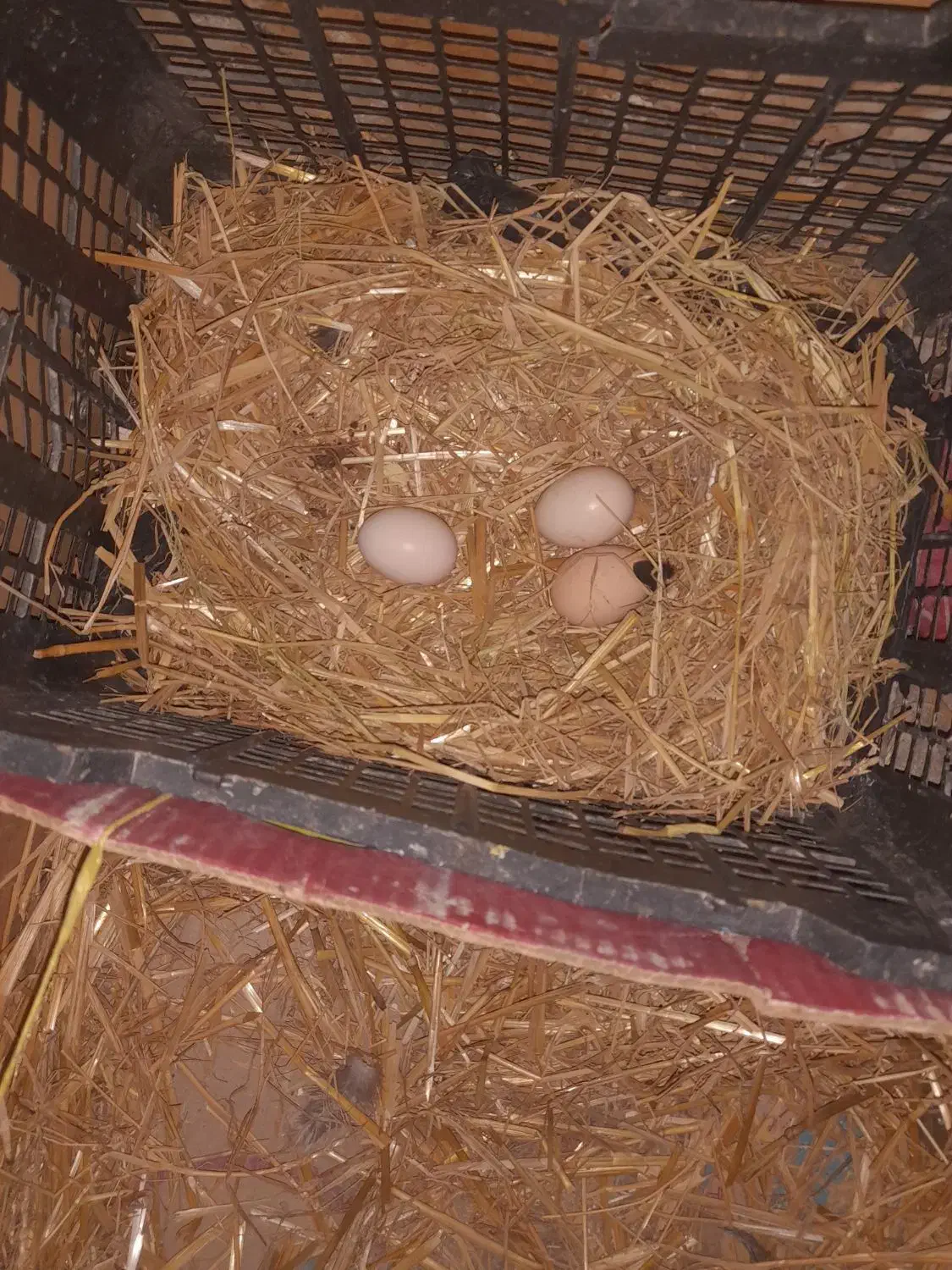 تخم لاری|پرنده|نگین شهر, |دیوار