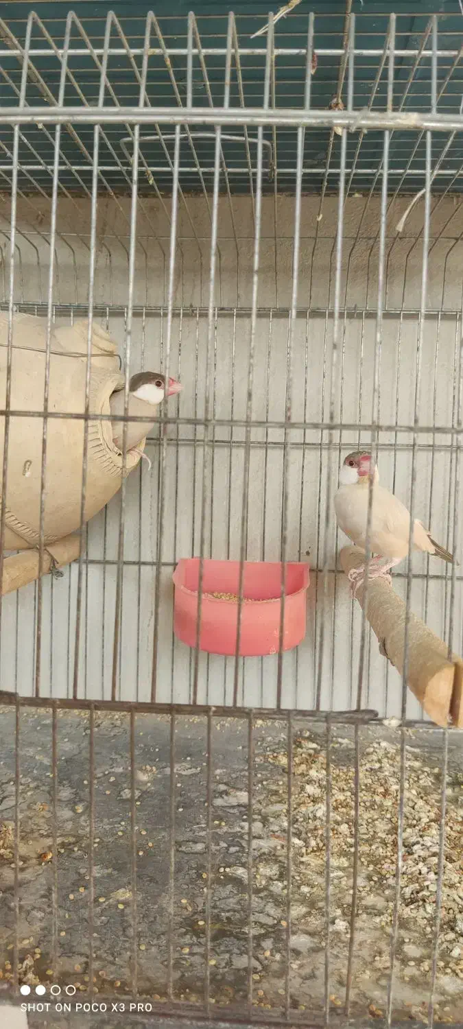 فروش جفت نرگسی شکلاتی|پرنده|میناب, |دیوار