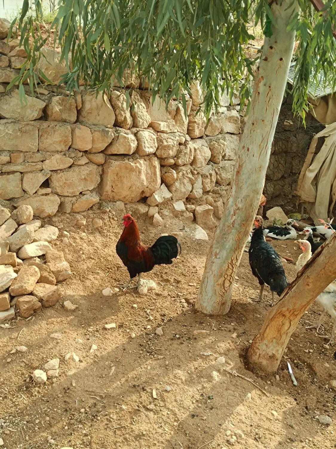 دو عدد خروس کُردی|حیوانات مزرعه|سرپل ذهاب, |دیوار