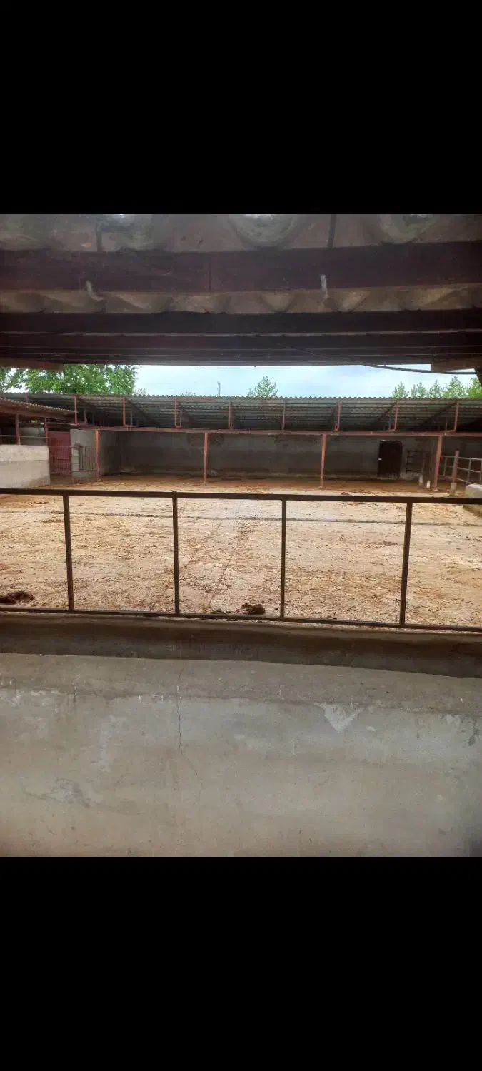 فروش ۴/۵۰۰متر گاوداری سند تک برگ|فروش دفتر صنعتی، کشاورزی، تجاری|ماکلوان, |دیوار