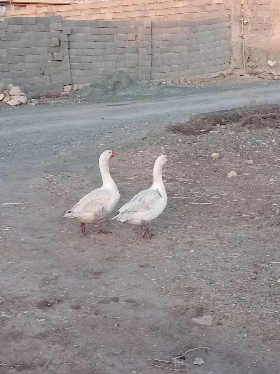 غاز|حیوانات مزرعه|کرمانشاه, |دیوار