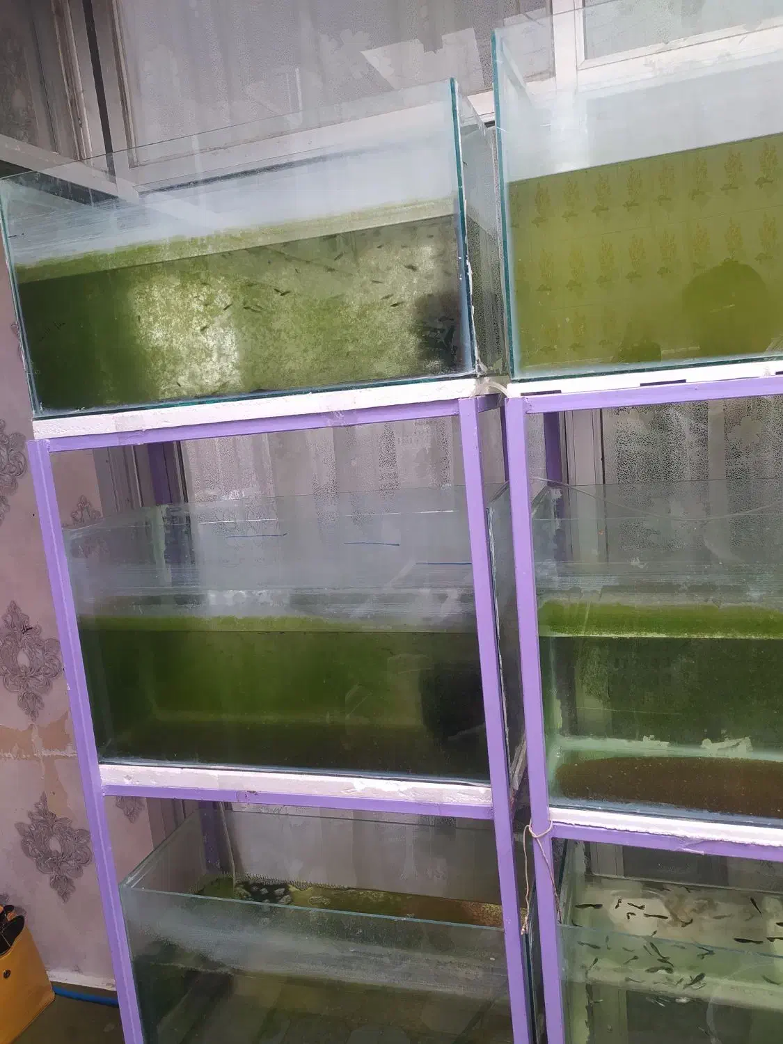 فروش ویژه پایه وآکواریوم برای شب عید|ماهی|خمینیشهر, |دیوار