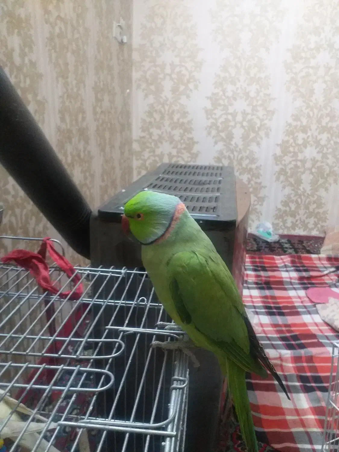 طوطی ملنگو|پرنده|مشهد, محمدآباد|دیوار