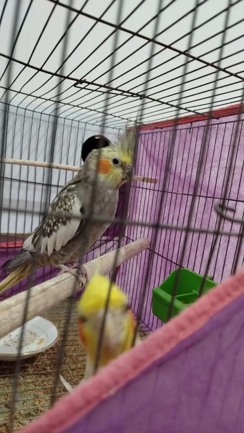 طوطی عروس|پرنده|نظرآباد, حسین‌آباد|دیوار