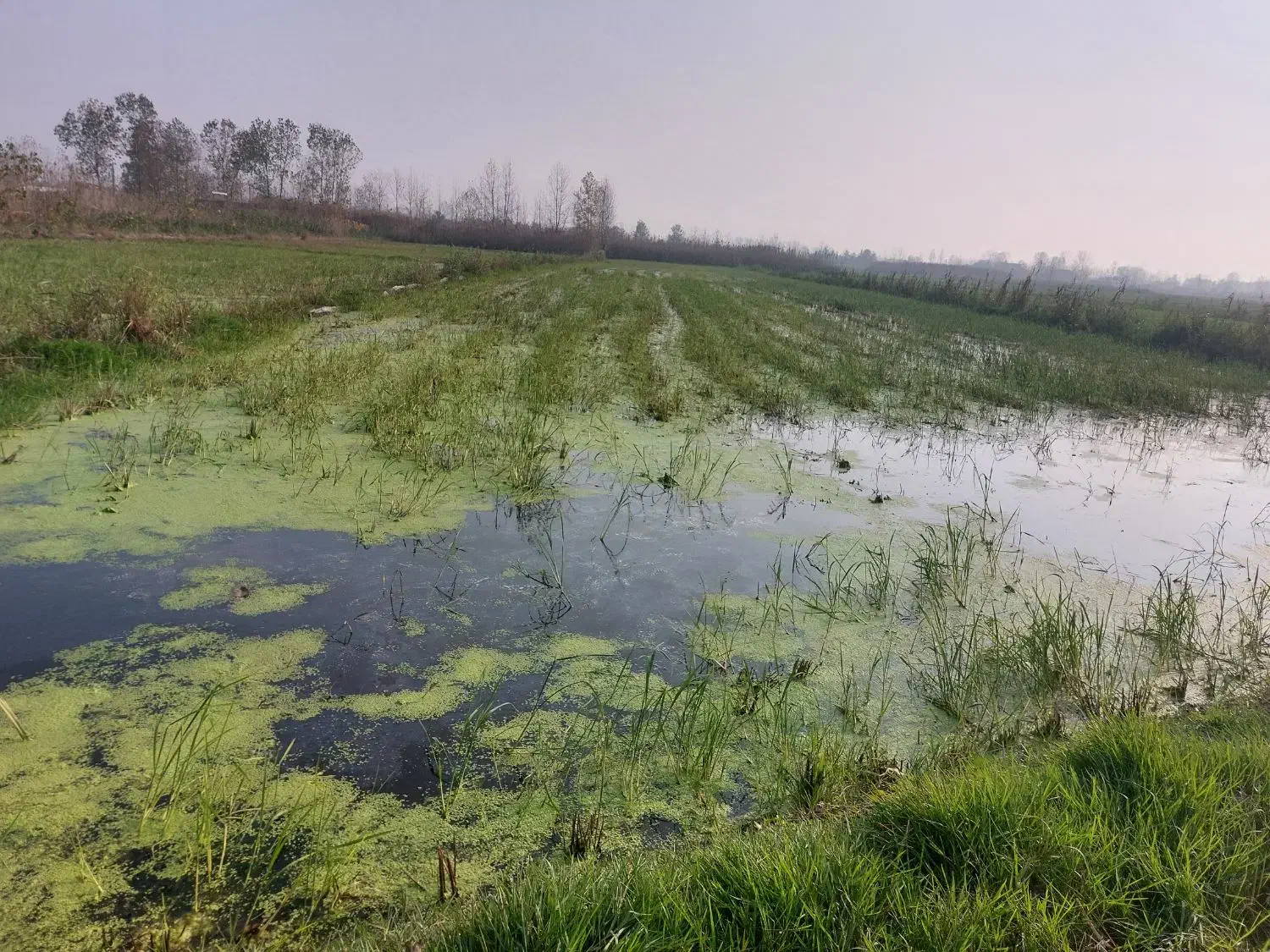 فروش زمینکشاورزی|اجارهٔ دفتر صنعتی، کشاورزی، تجاری|بندر انزلی, تربه گوده|دیوار