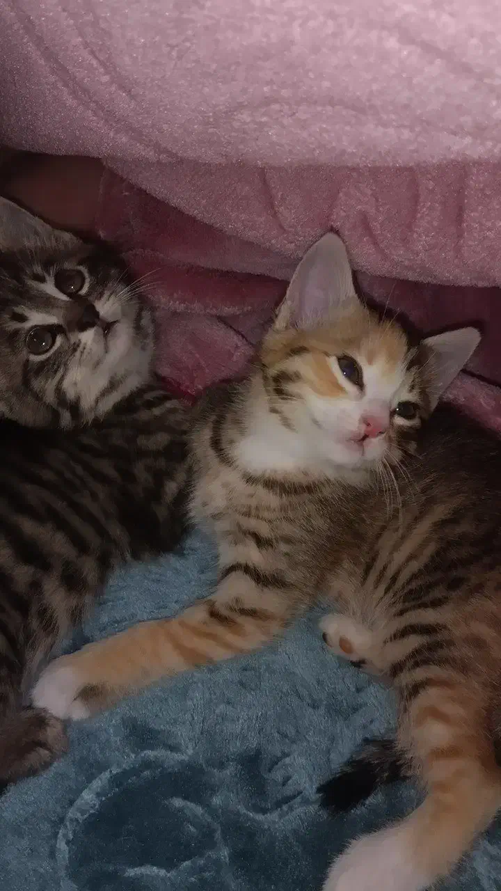 واگذاری گربه|گربه|دماوند, گیلاوند|دیوار