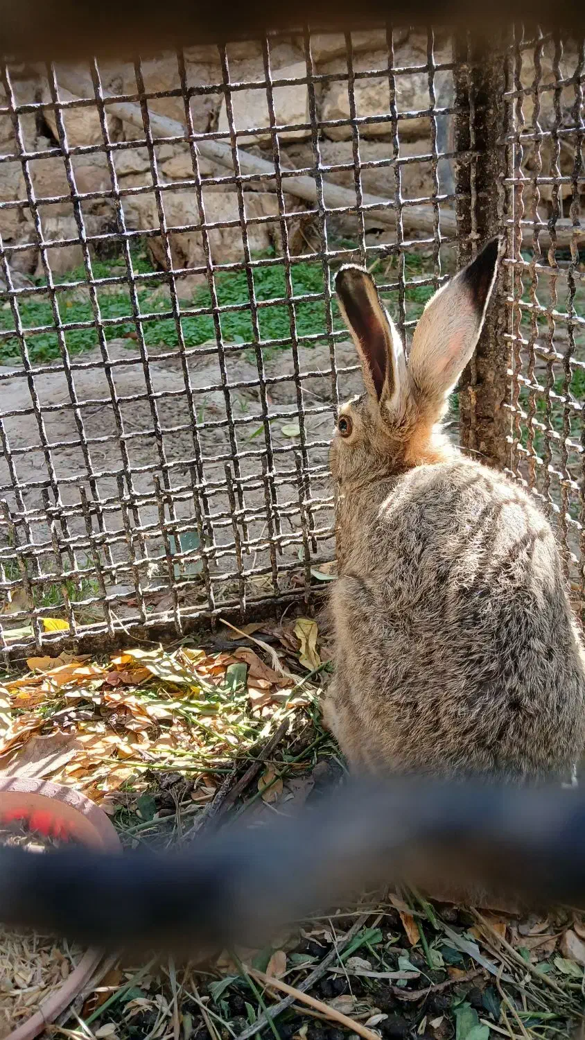 خرگوش کوهی|حیوانات مزرعه|عنبران, |دیوار