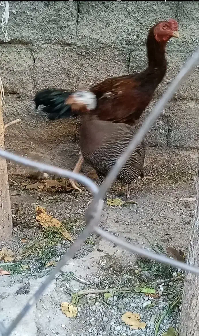 خروس لاری و مرغ شاخدار|حیوانات مزرعه|میناب, |دیوار