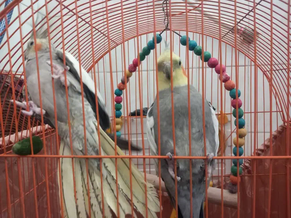 فروش عروس هلندی|پرنده|اندیمشک, |دیوار