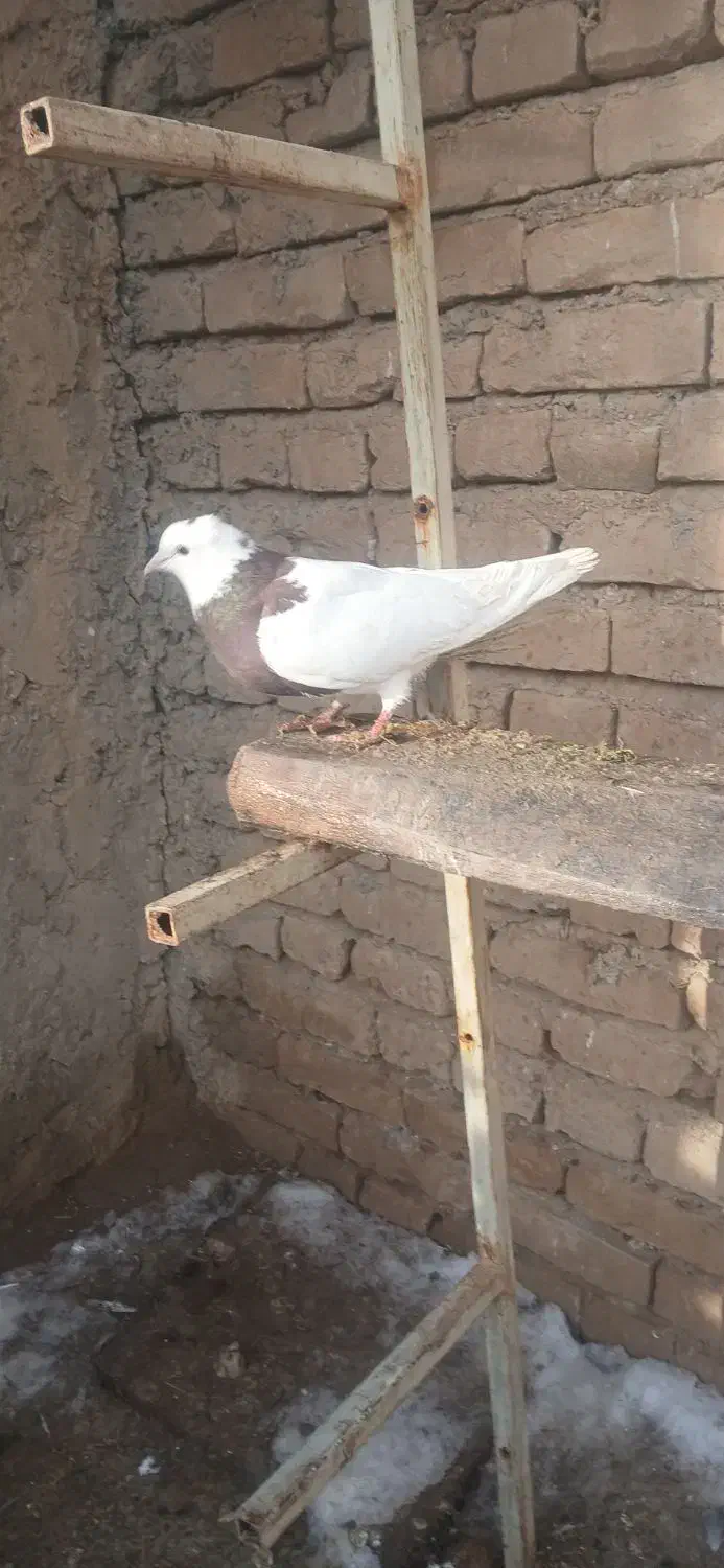 کفتر پرشی|پرنده|ملکان, |دیوار