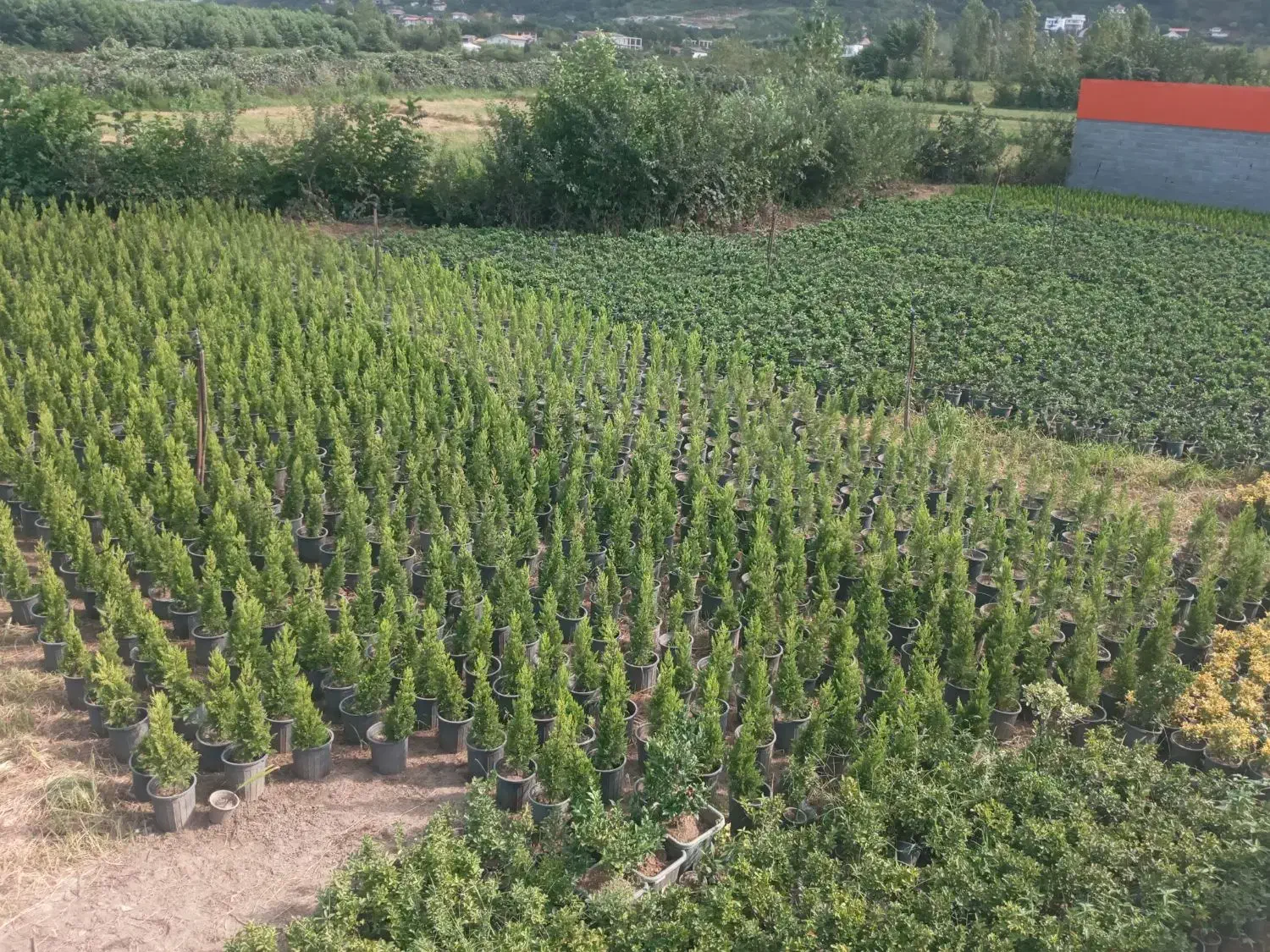 زمین و باغ|فروش زمین و ملک کلنگی|خرم‌آباد (تنکابن), |دیوار