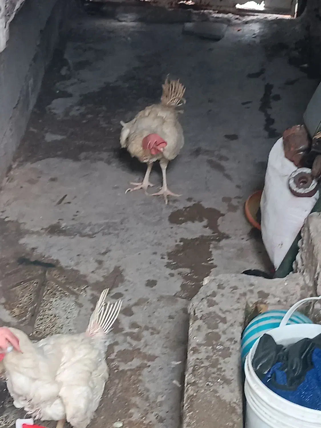 مرغ و خروس سفید|حیوانات مزرعه|بندرعباس, |دیوار