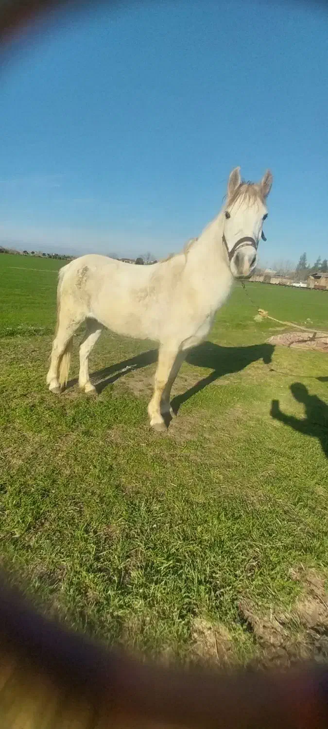 مادیان|اسب و تجهیزات اسب‌سواری|گرگان, |دیوار