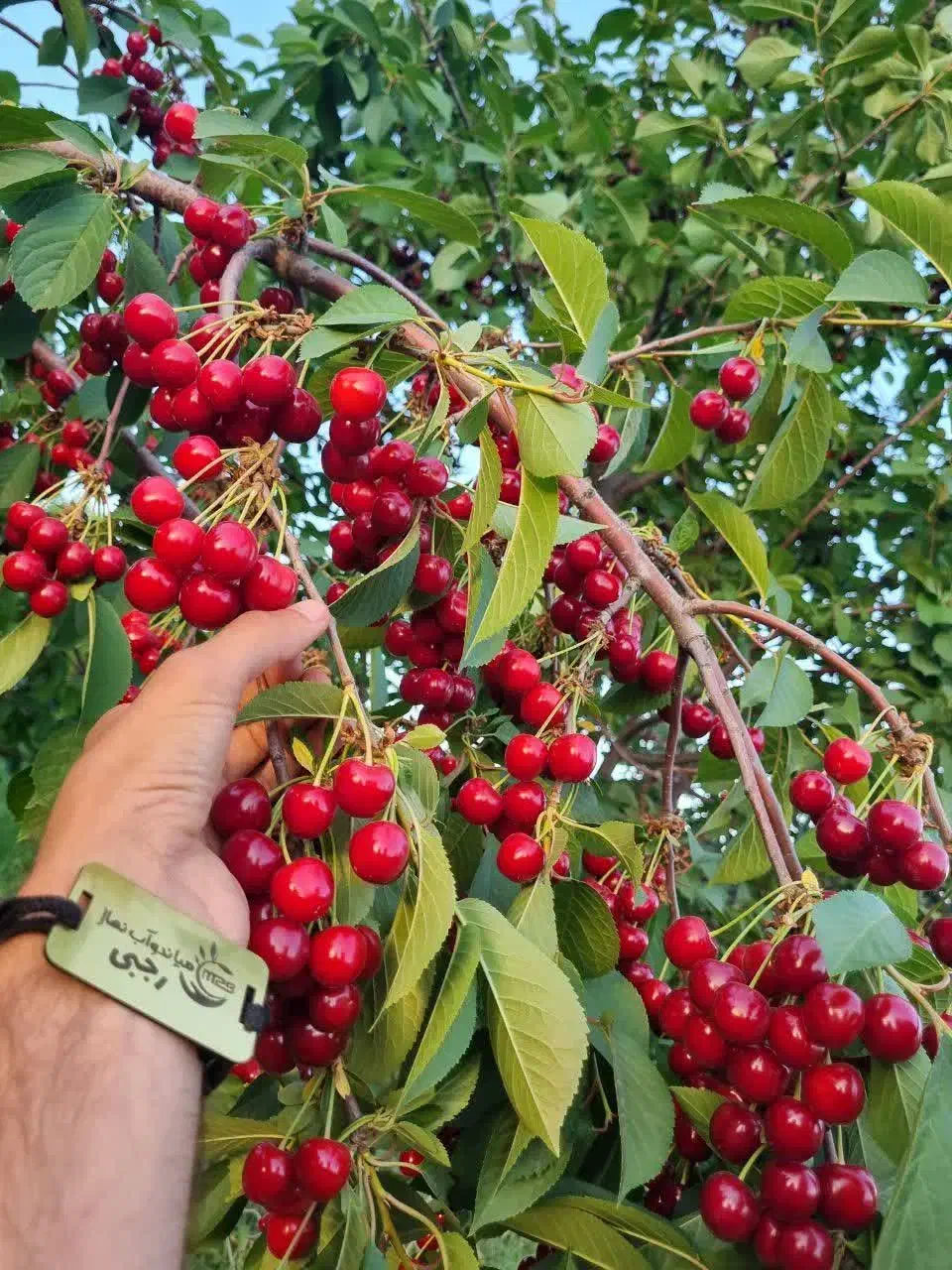 فروش نهال البالو مجار شناسه دار|خدمات باغبانی و درختکاری|پل سفید, |دیوار