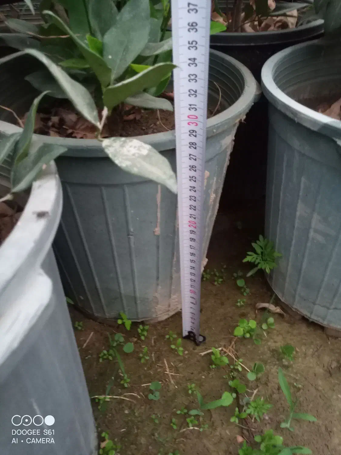 یاس هلندی سطل ۱۲|خدمات باغبانی و درختکاری|تهران, جوانمردان (اندیشه)|دیوار