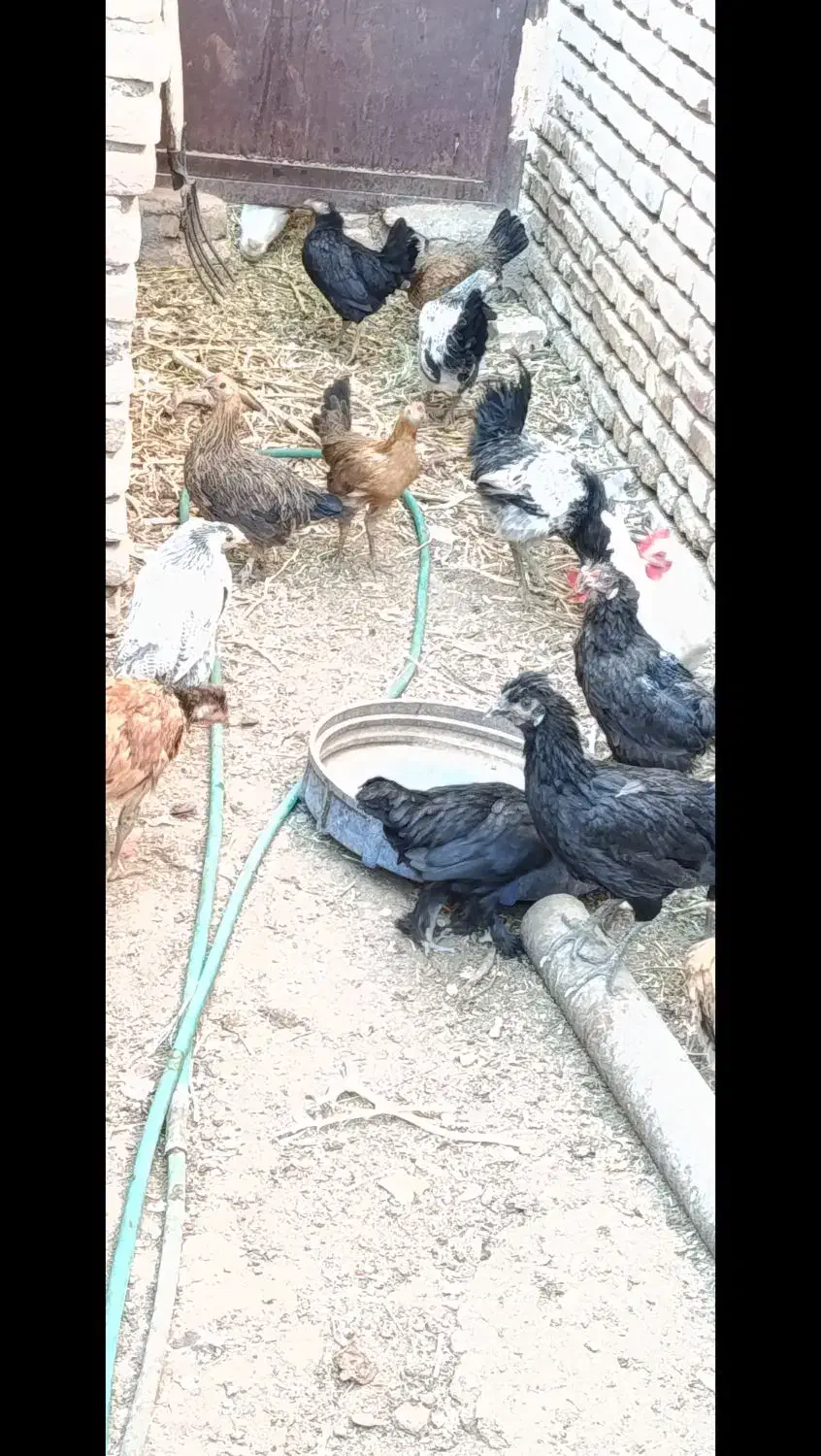 کاسرک و خروس نوق|حیوانات مزرعه|رفسنجان, |دیوار