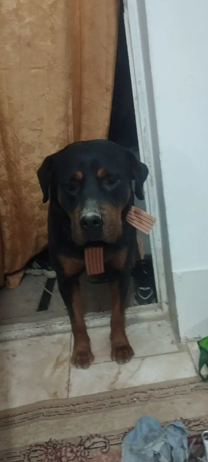 واگذاری سگ روتوایلر|سگ|صباشهر, |دیوار