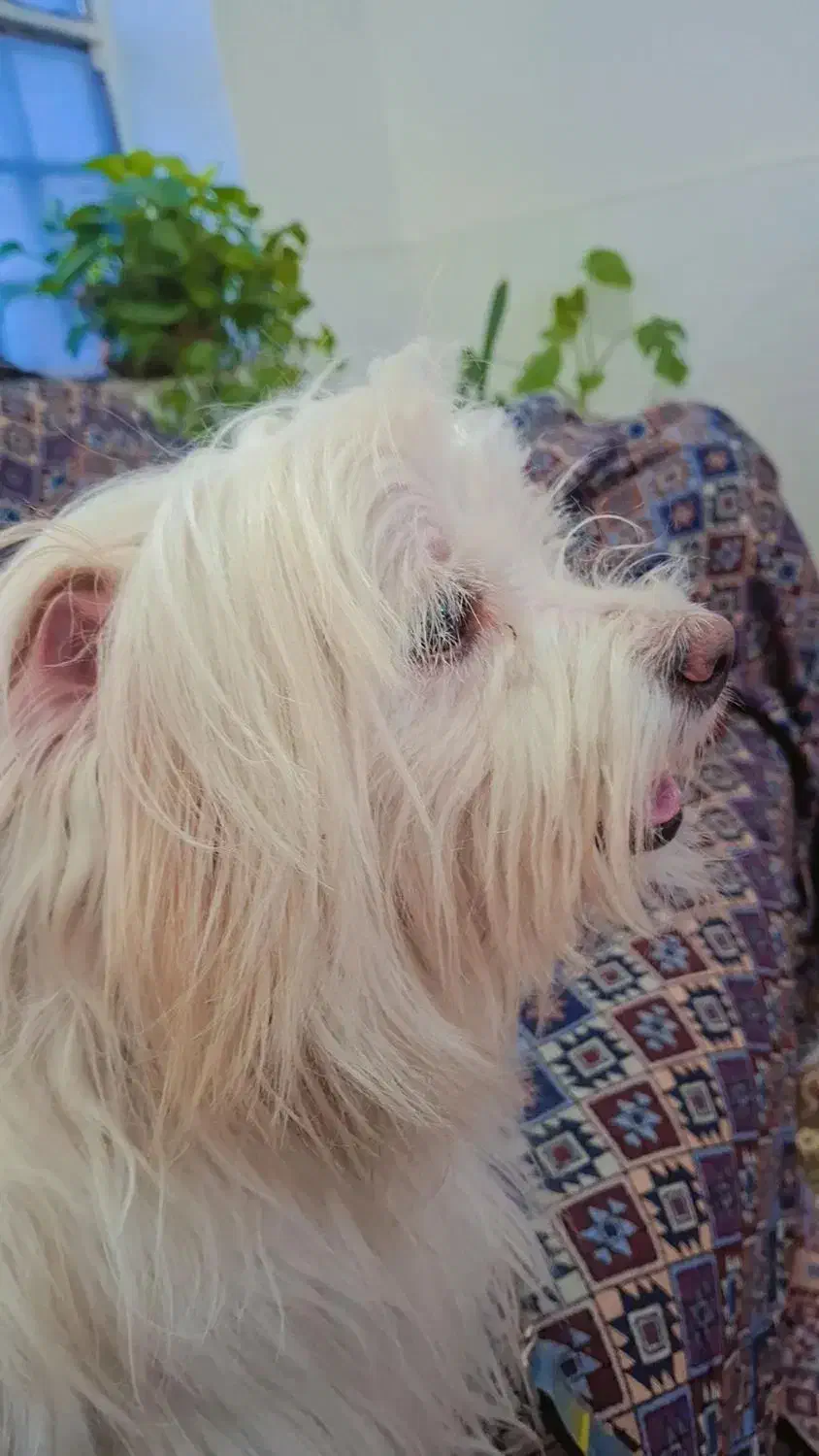 سگ باهوش حرف گوش کن|سگ|اهواز, کوی طالقانی|دیوار