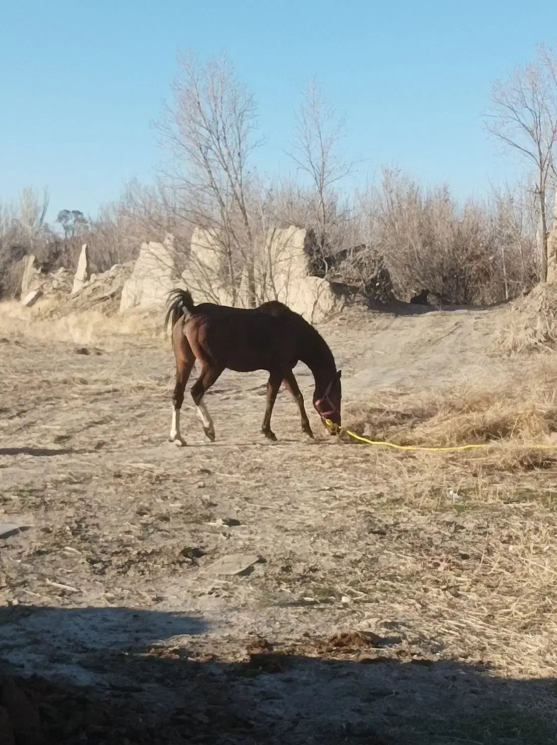 اسب مادیون کرد|اسب و تجهیزات اسبسواری|سردرود, |دیوار