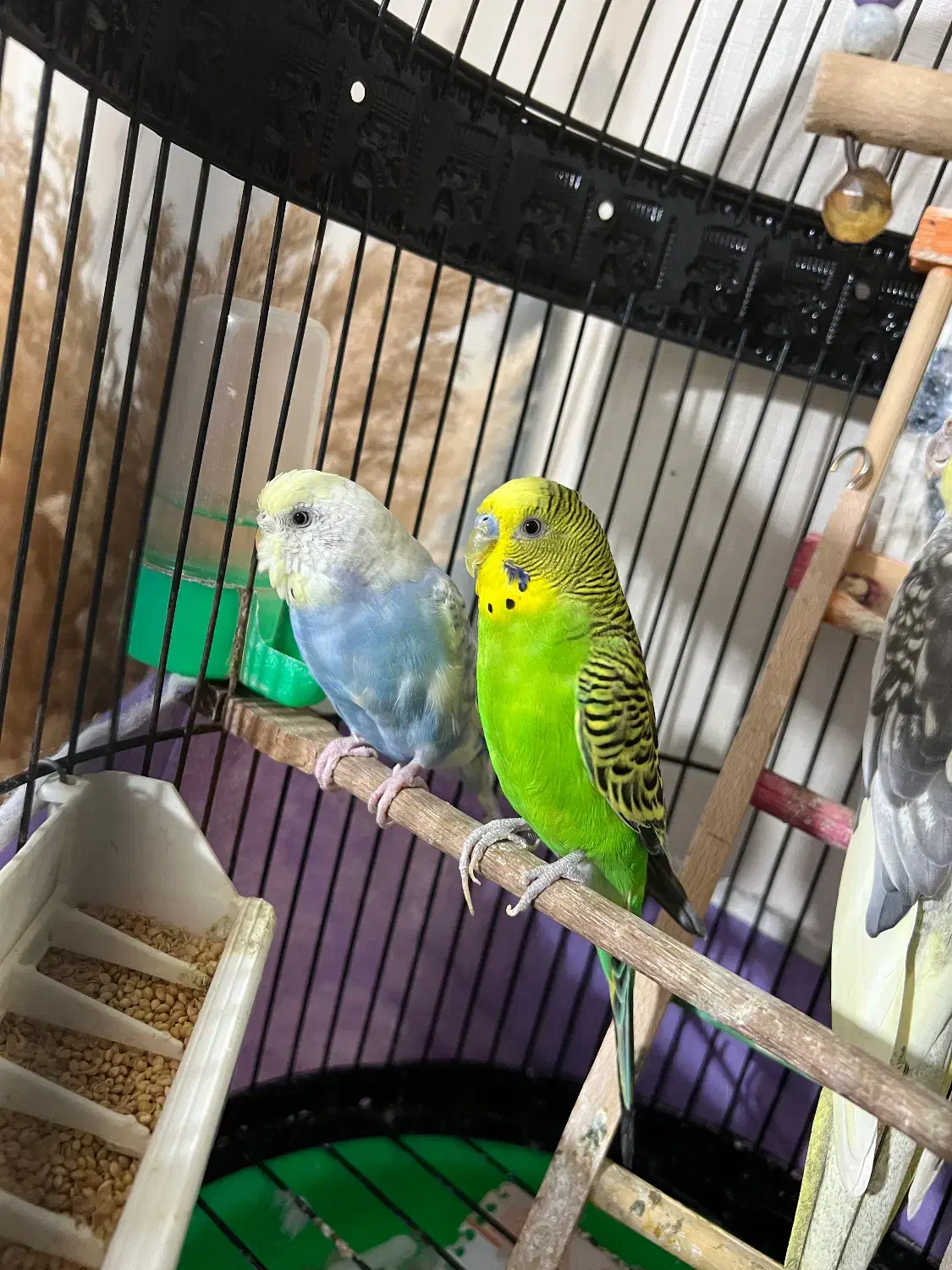 مرغ عشق سالم سرحال|پرنده|علیآباد کتول, |دیوار