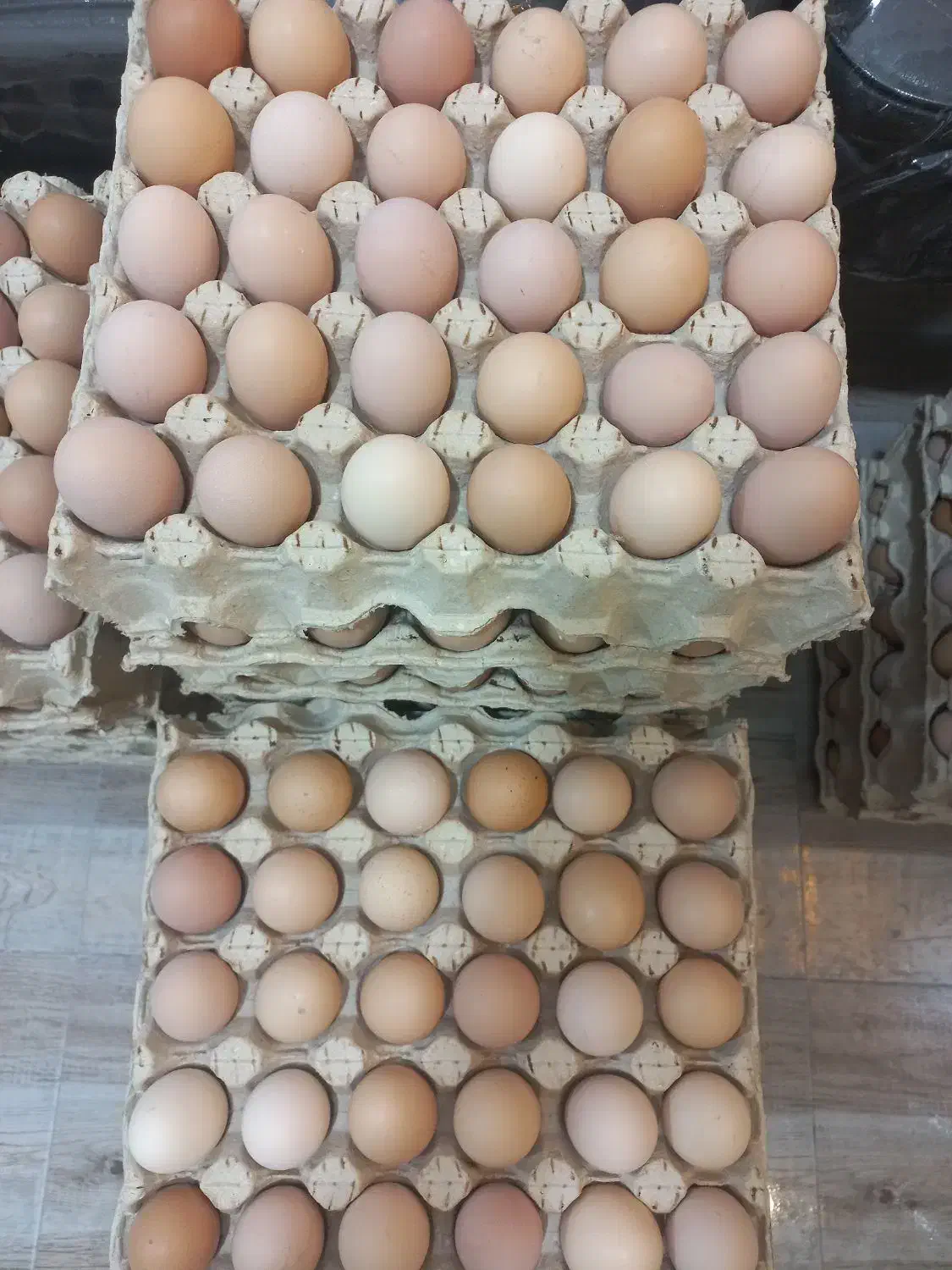 تخم مرغ محلی|عمده‌فروشی|لاجان, |دیوار