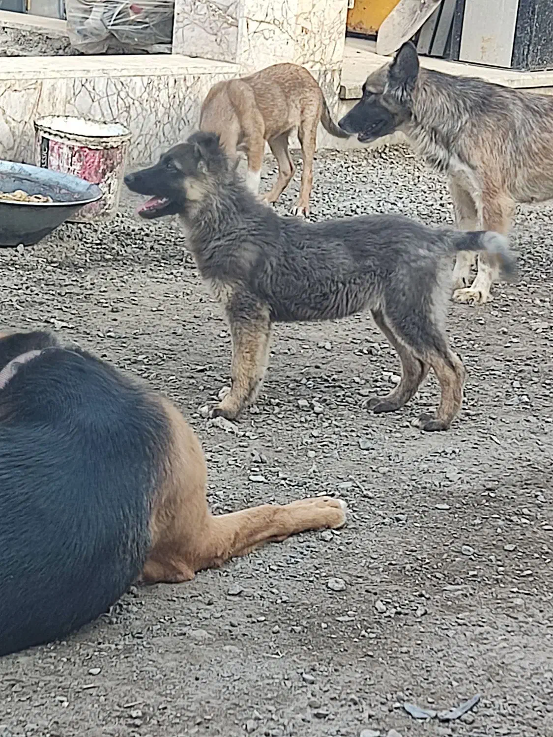 واگذاری توله ۴ماهه|سگ|مشهد, صیدآباد|دیوار