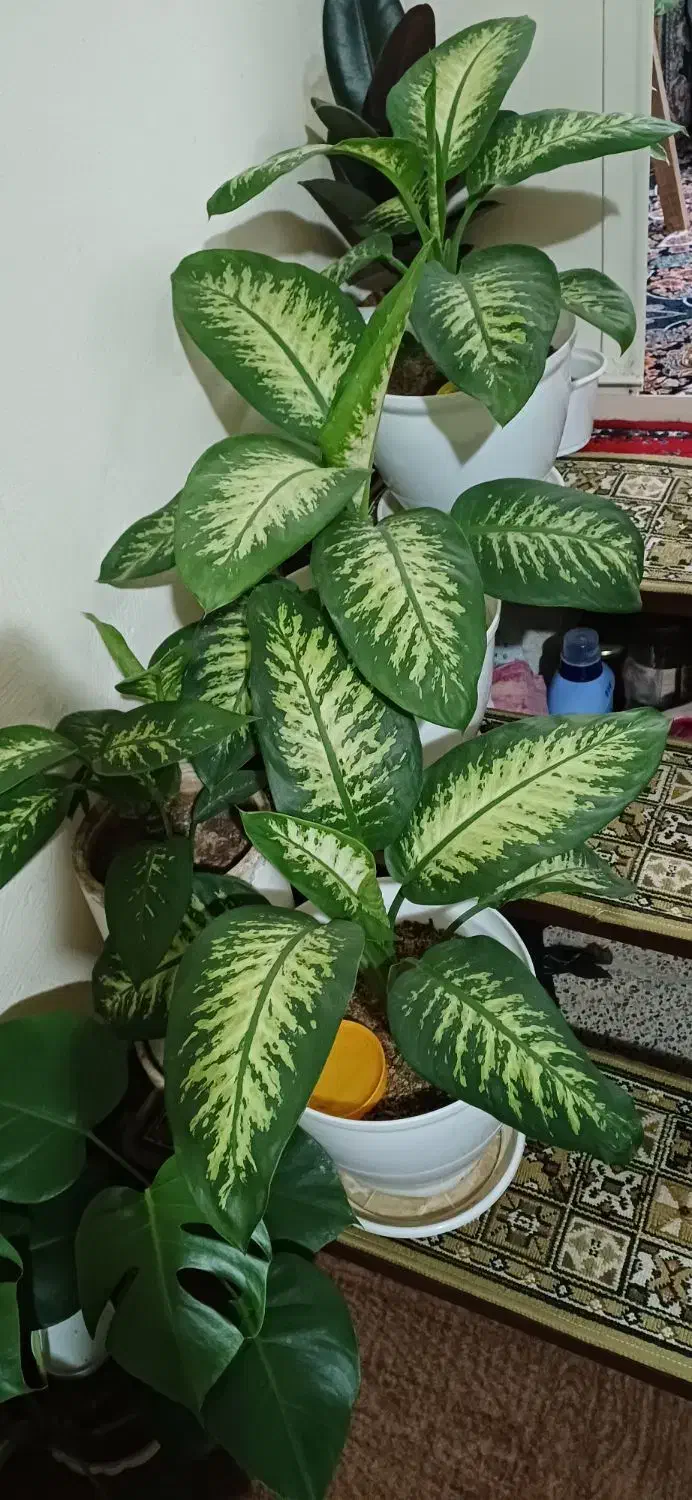 گل های شاداب و زیبا|گل و گیاه طبیعی|زنجان, |دیوار