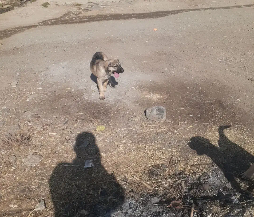 توله پژدر|سگ|تویسرکان, |دیوار