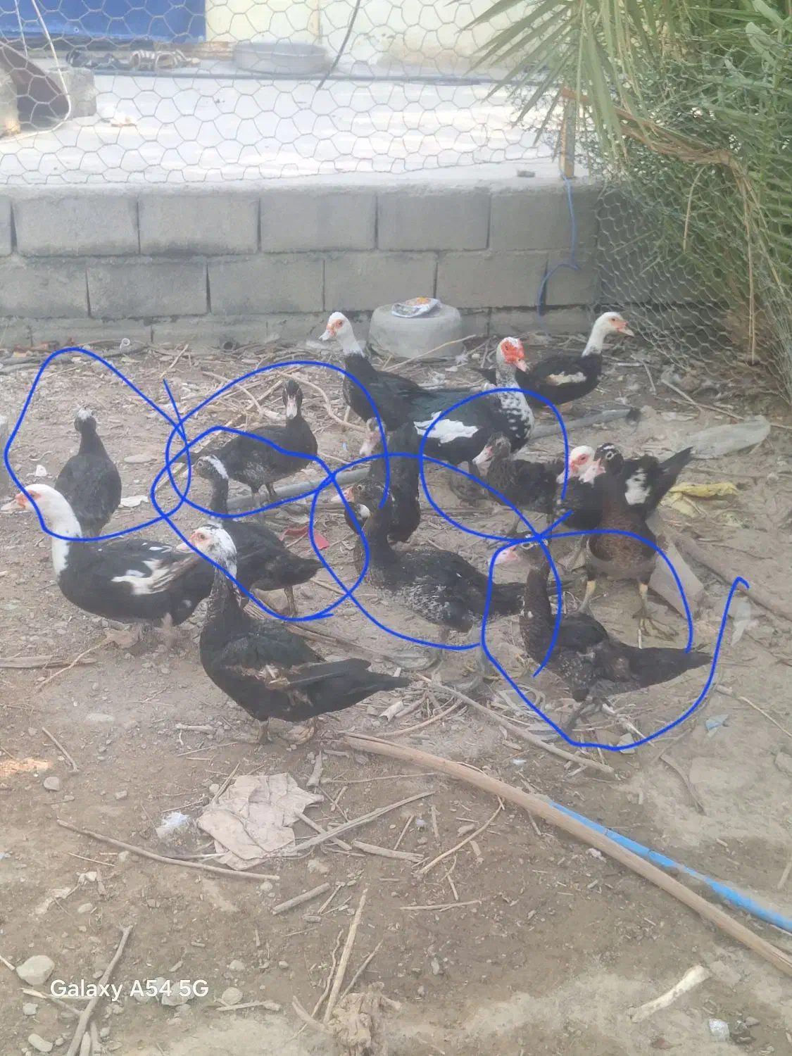 جوجه نر اردک روسی|حیوانات مزرعه|ایرانشهر, |دیوار