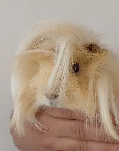 خوکچه هندی خانگی|موش و خرگوش|مرند, |دیوار