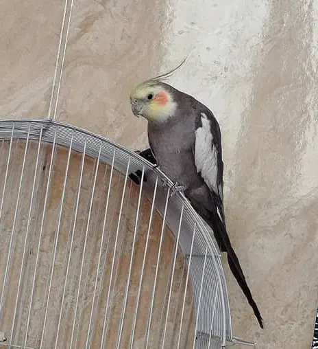 پرنده سخنگو|پرنده|مرودشت, ابوذر شمالی|دیوار