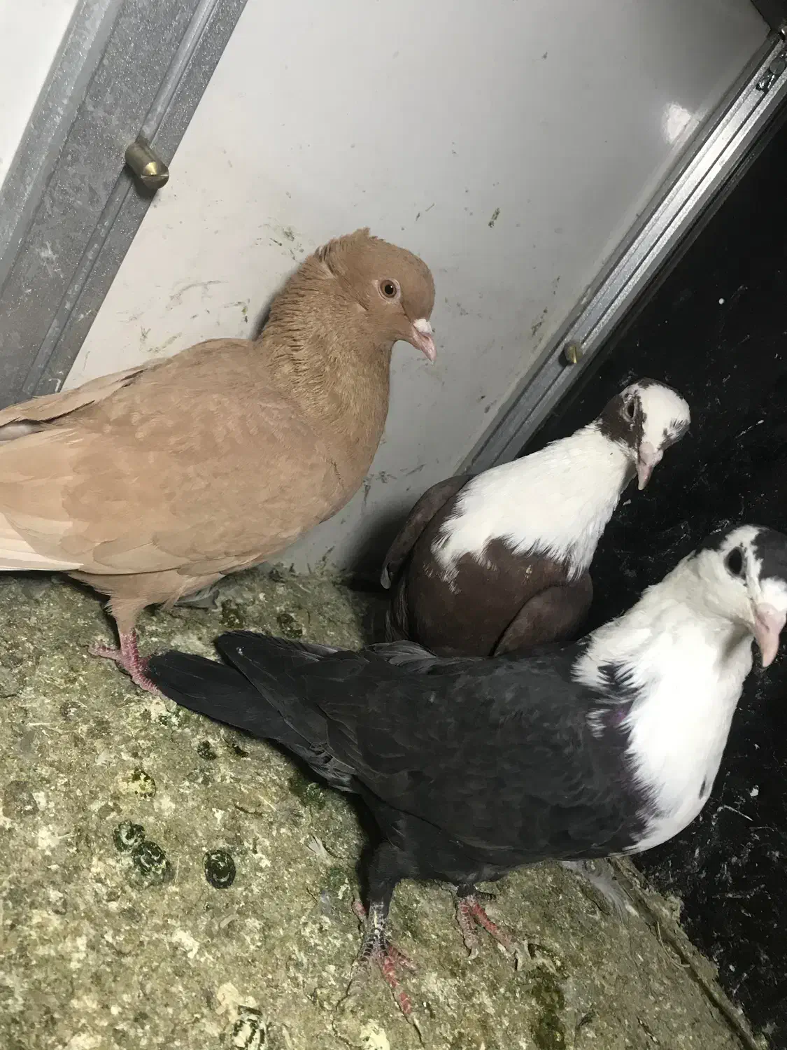 کفتر|پرنده|نیشابور, شهید بهشتی|دیوار