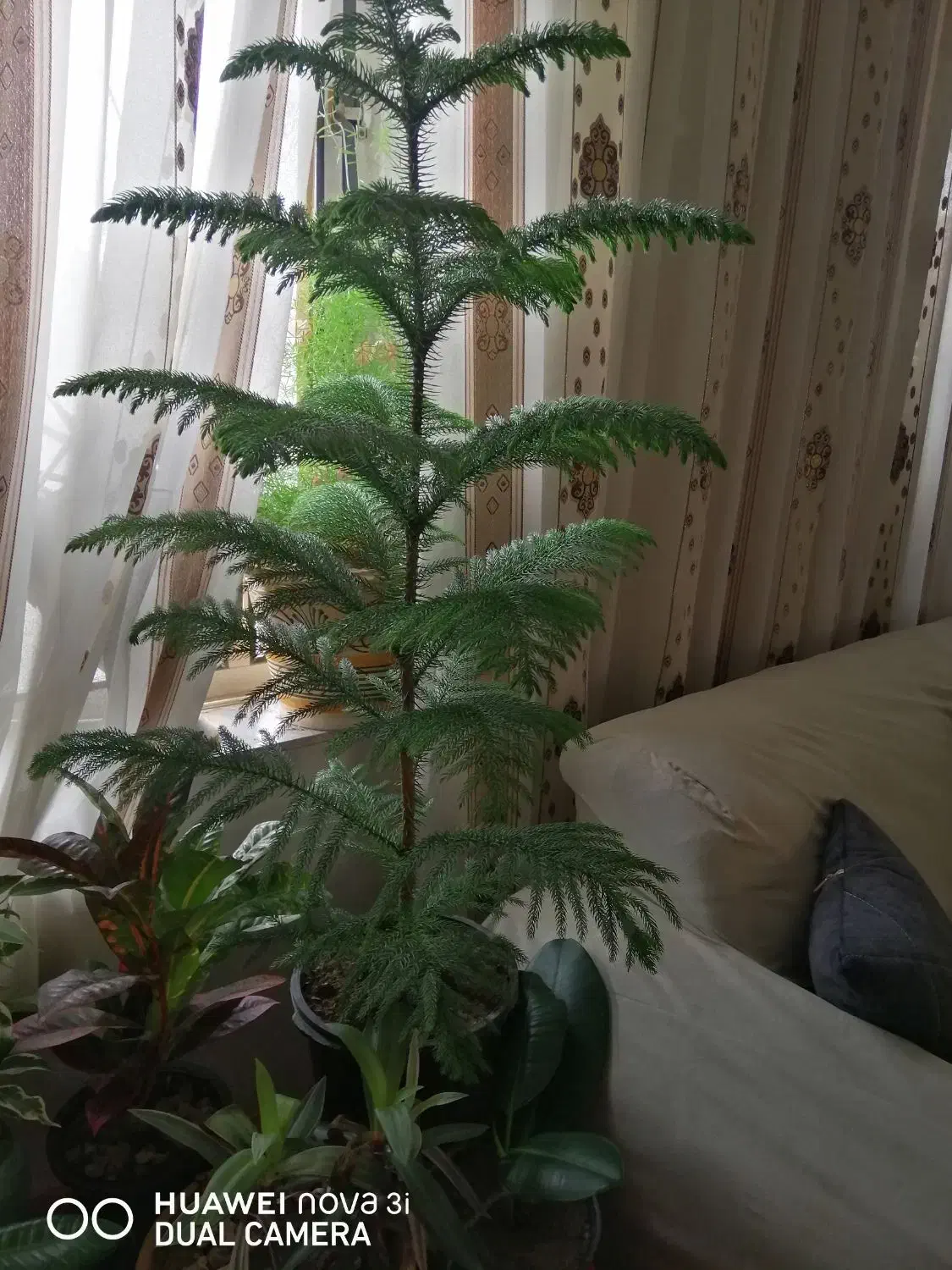 گل مطبق بسیار زیبا وتروتازه وشاداب|گل و گیاه طبیعی|میاندوآب, |دیوار