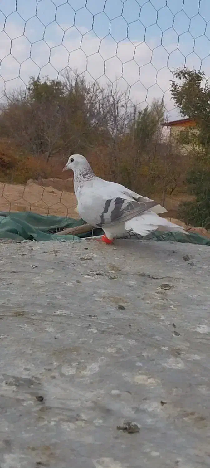 پرنده|پرنده|آبگرم, |دیوار