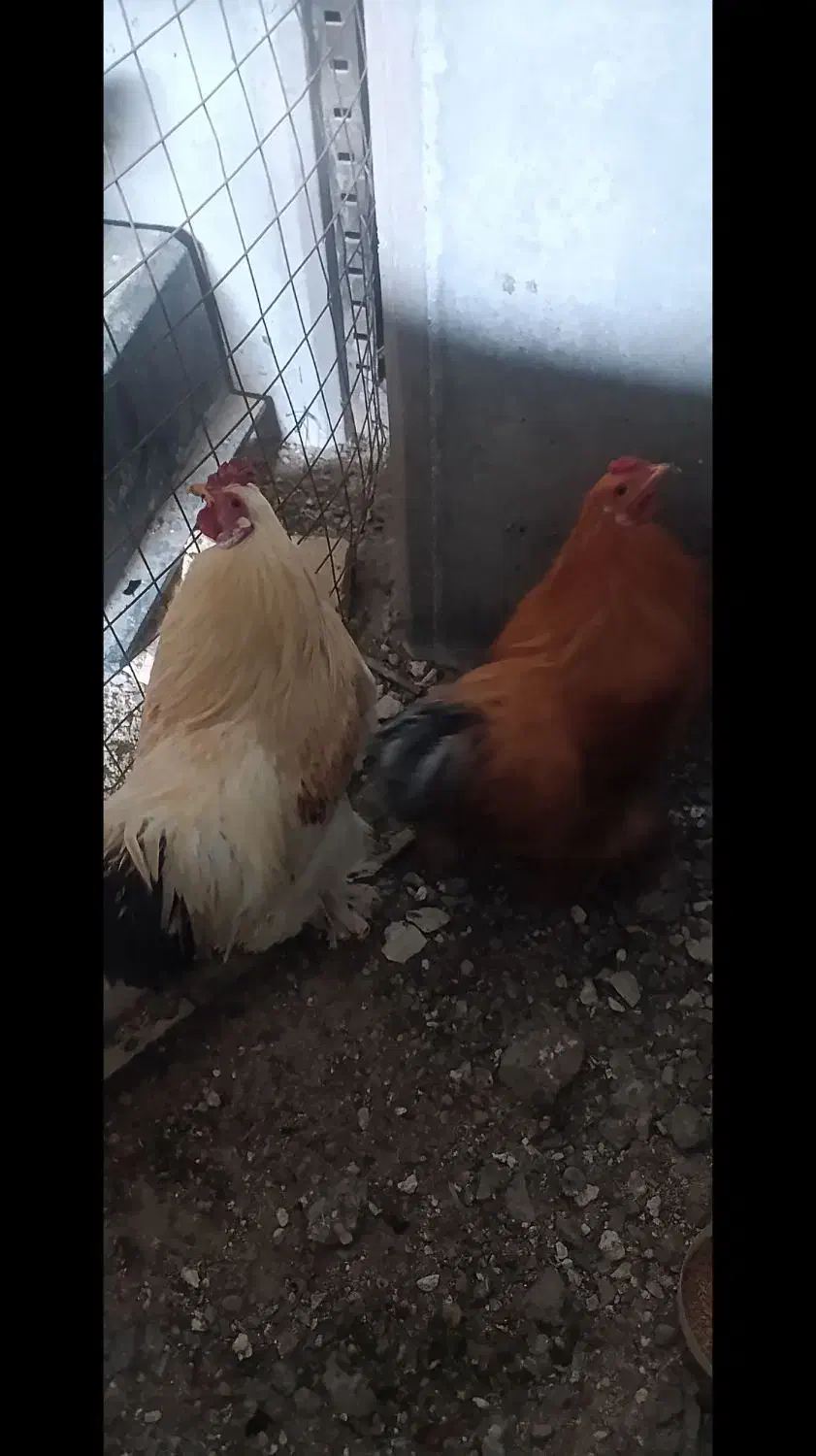 خروس|حیوانات مزرعه|قم, ولیعصر|دیوار