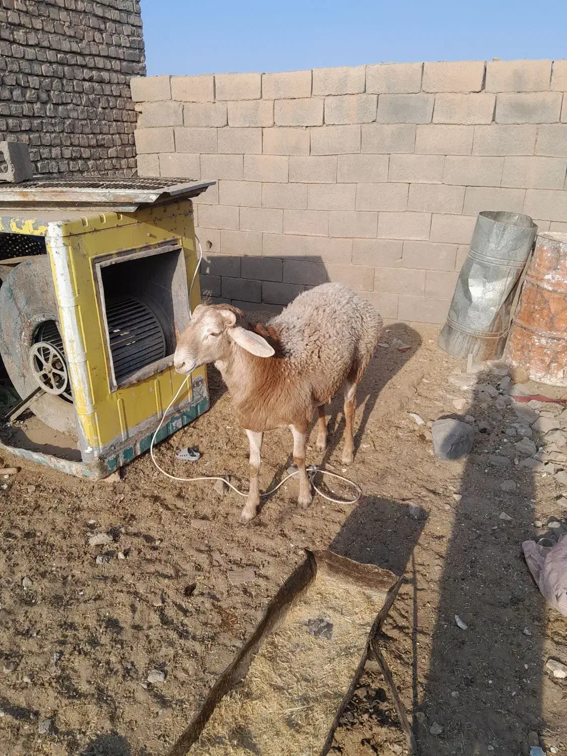 یک راس بره قوچی|حیوانات مزرعه|زیرکوه, |دیوار