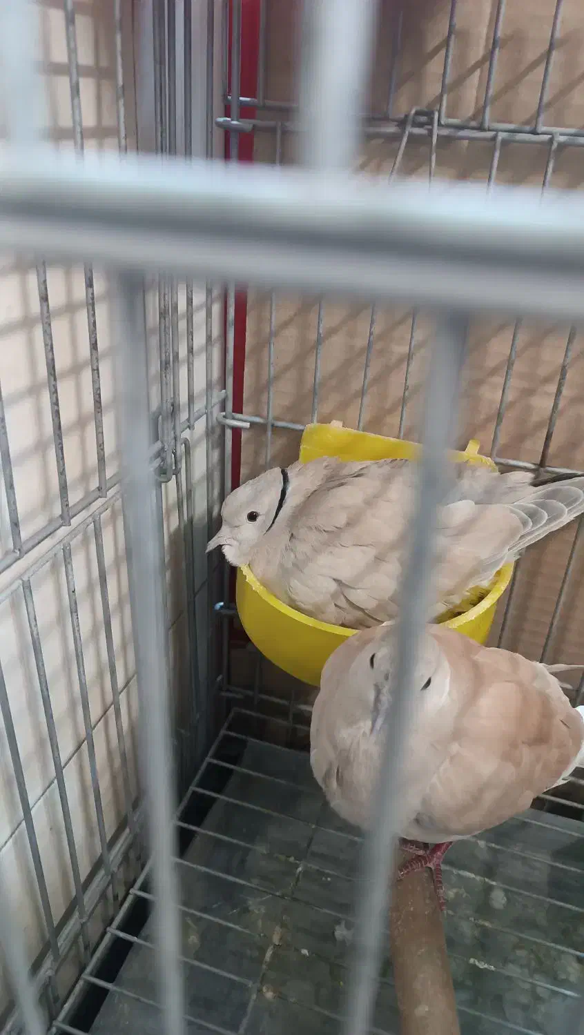 کبوتر تزئینی|پرنده|تهران, شکیبا|دیوار