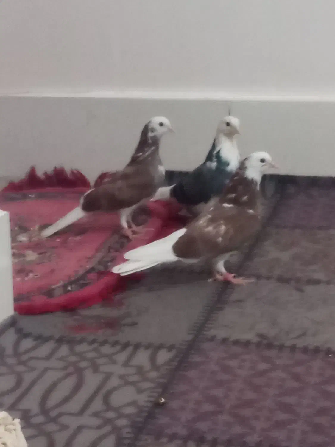 قیمت یک و پنصد|پرنده|زابل, |دیوار