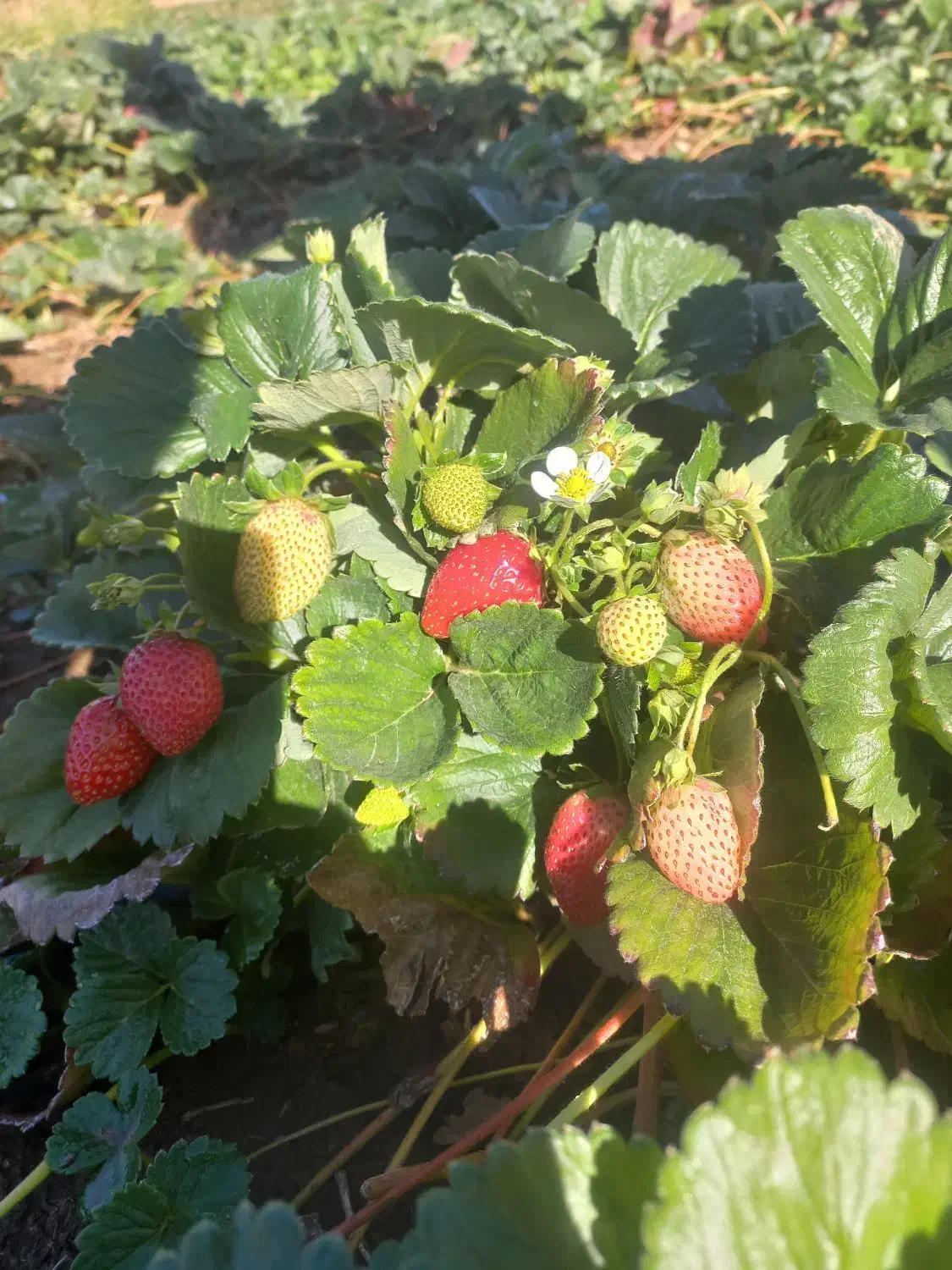 نشا توت فرنگی|خدمات باغبانی و درختکاری|مریوان, |دیوار