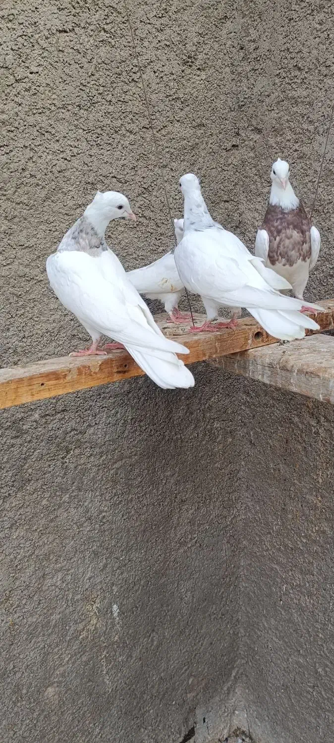 جوجه زاغ هندی وطوقی|پرنده|بندر ماهشهر, |دیوار