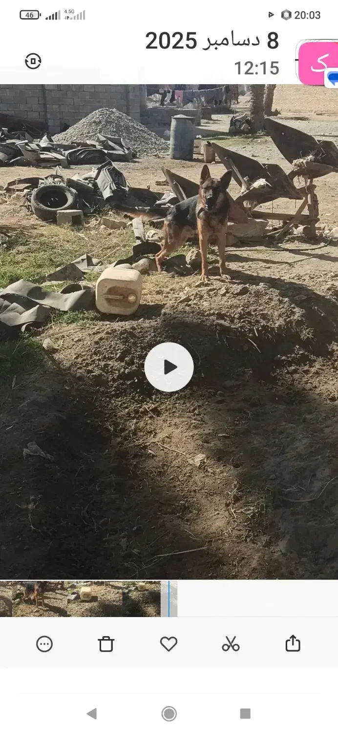 سگ ژرمن پا خرگوشی نر|سگ|فاریاب, |دیوار