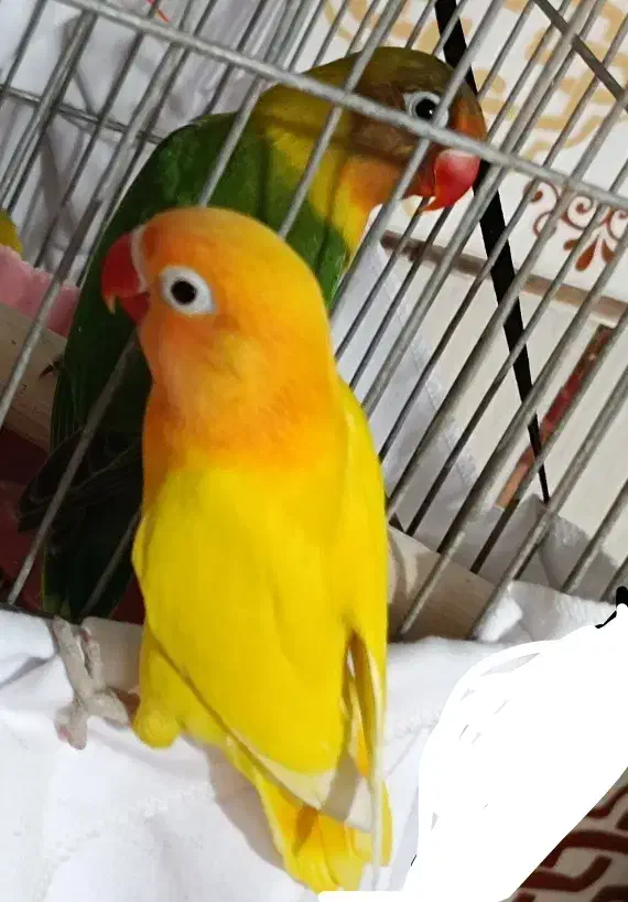 دو کوتوله زیبا بفروش میرسد|پرنده|زرند, |دیوار