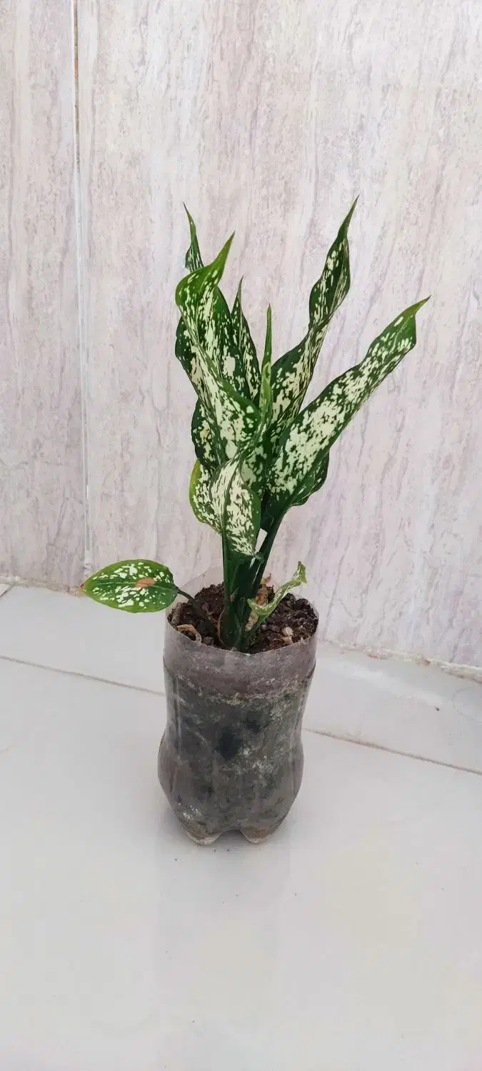 گل وگیاه طبیعی|گل و گیاه طبیعی|چوار, |دیوار