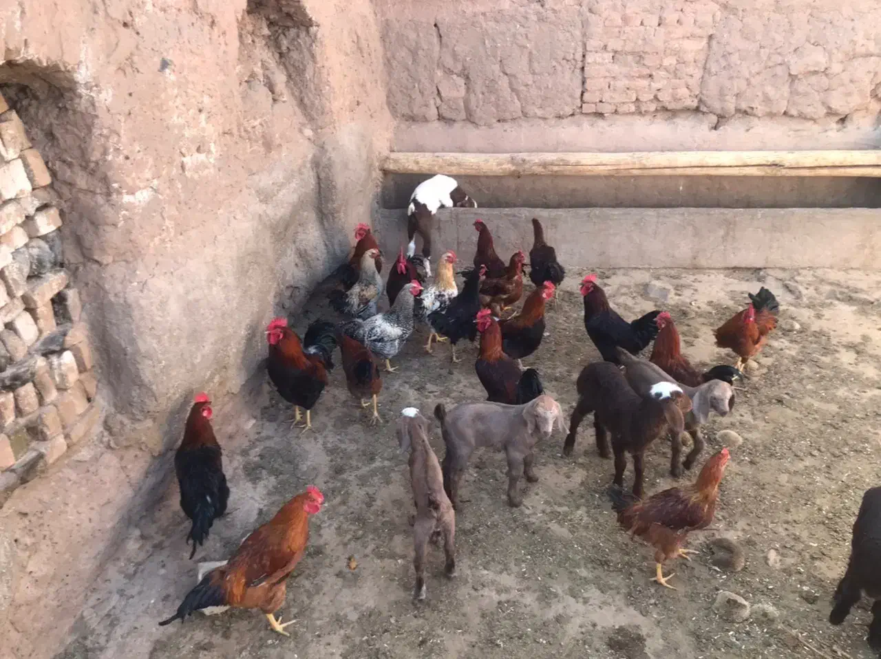 خروس|حیوانات مزرعه|باشتین, |دیوار