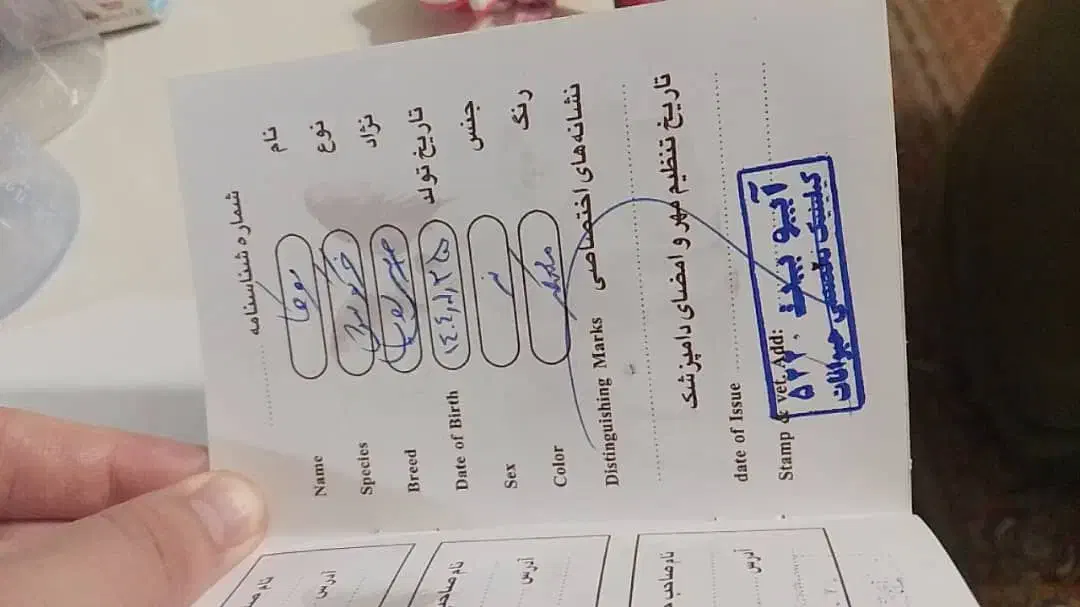 خرگوش|موش و خرگوش|تهران, نارمک|دیوار