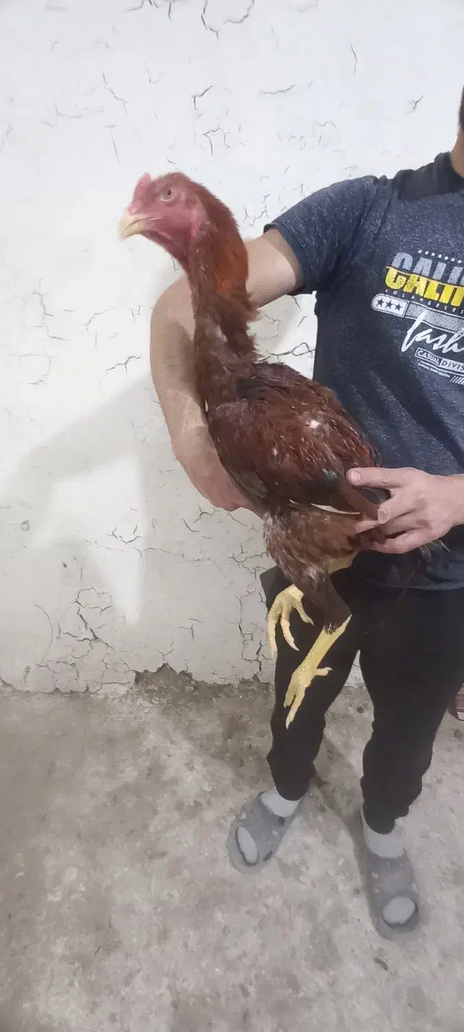 لاری ۶ماهه|حیوانات مزرعه|میانه, |دیوار