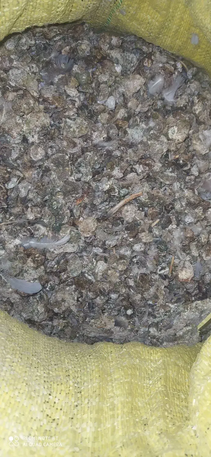 کودکبوتری|خدمات باغبانی و درختکاری|نجف‌آباد, ویلاشهر|دیوار