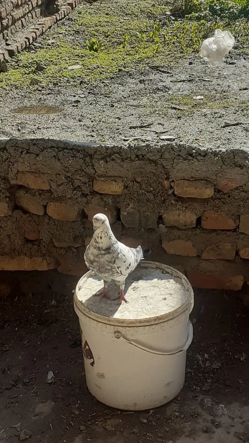 کبوتر|پرنده|سیمین شهر, |دیوار