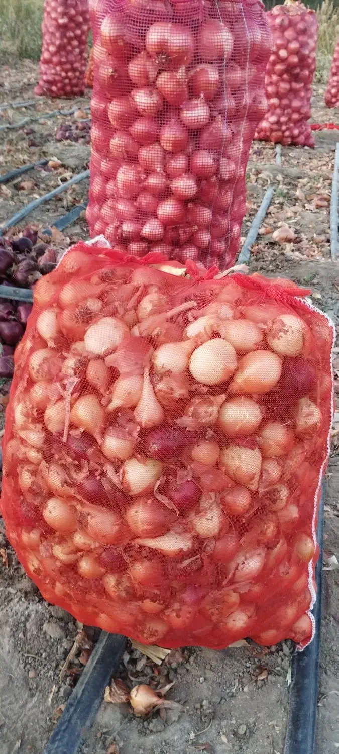 پیاز ریز (ترشی)|عمدهفروشی|عجب شیر, |دیوار